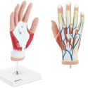 Model anatomiczny 3D dłoni człowieka skala 1:1