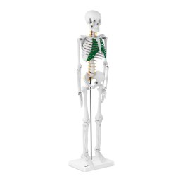 Model anatomiczny szkieletu człowieka 85 cm